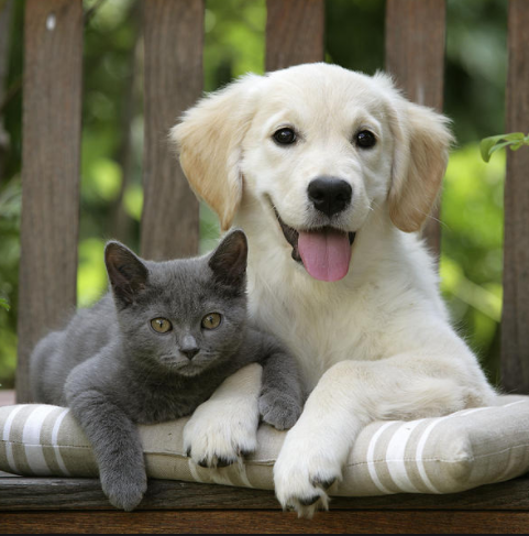 kitten and dog